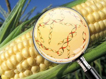 Alimentos Transgénicos