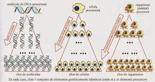 Descubrimiento Técnica PCR