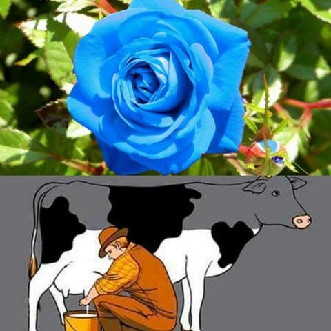 Rosa azul y hormona de crecimiento en leche