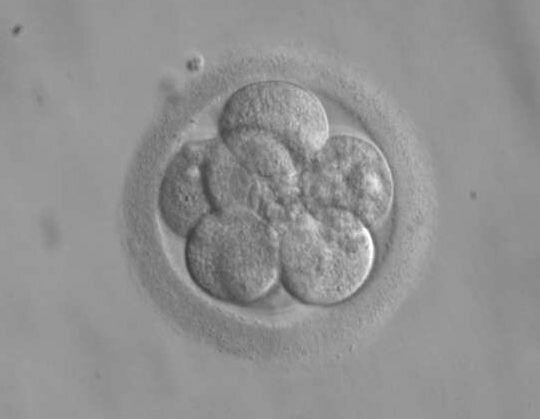 Los primeros embriones humanos modificados.