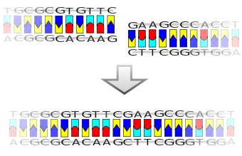 Recombinación del ADN