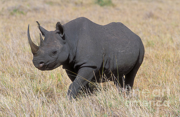 West African Black Rhinoceros