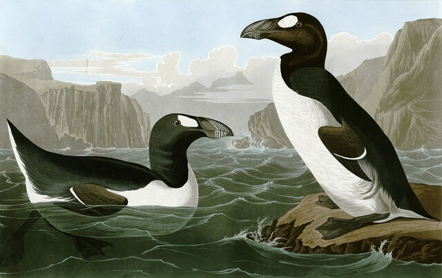The great auk