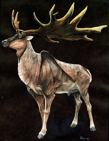 The Irish Elk