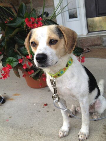 First dog (personal)