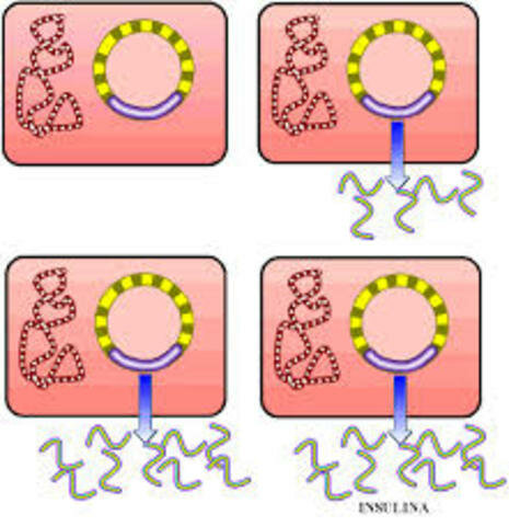 Clonación del gen de la insulina