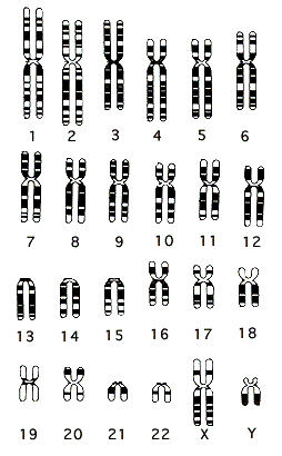 Mapa del genoma humano