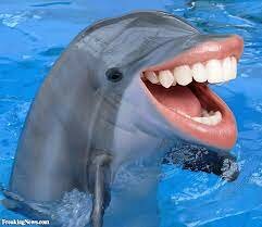 prayed to see dolphins and saw them!