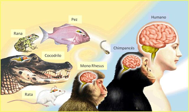 EVOLUCIONISMO: CHARLES DARWIN