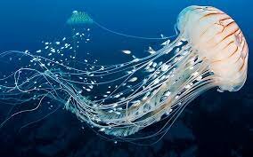 SURGIMIENTO DE LAS PRIMERAS NEURONAS