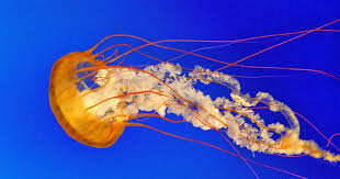 APARICION DE TIPOS DE ORGANIZACION NERVIOSA