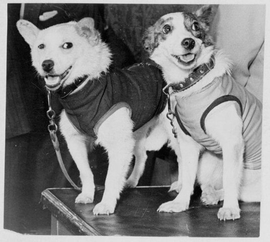 Belka e Strelka (URSS)
