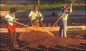 PACTO CAFETERO(economia)