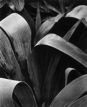 Iris, Georgetown, Maine