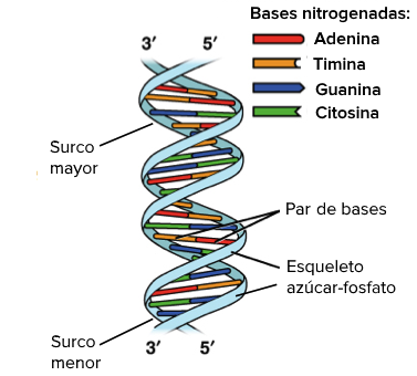 La estructura de doble hélice