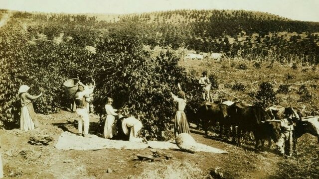 NUEVA CRISIS CAFETERA(economía)