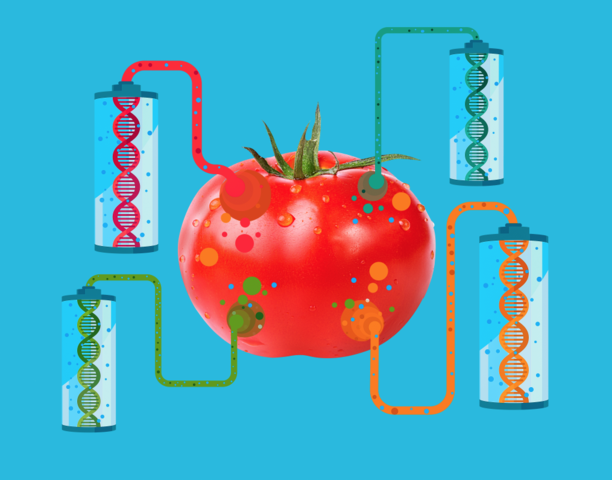 Comercialización de un alimento biotecnológico