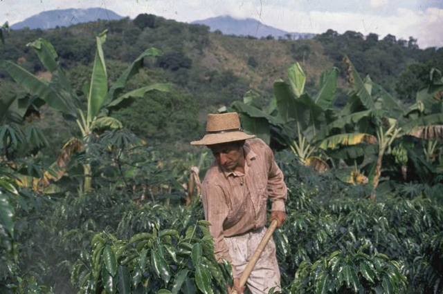 BONZADA CAFETERA (economía)