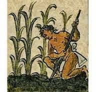 APARICION DE LA AGRICULTURA