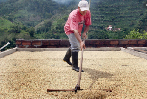 Económico - el precio más bajo del café