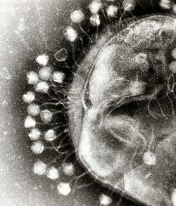 TWORT Y LOS BACTERIÓFAGOS