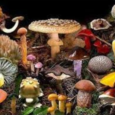 Timeline: Linea del tiempo de Hongos