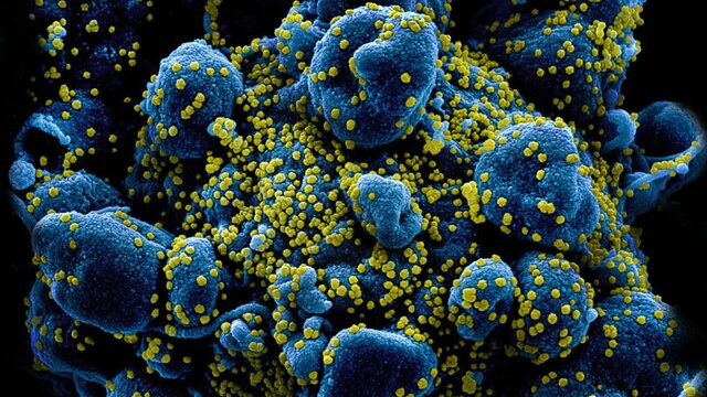 STANLEY Y LOS CRISTALES DE VIRUS