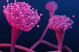 Pier Antonio Michell