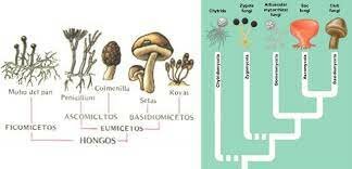 Nomenclatura de hongos