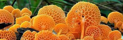 Hongos degradadores de plastico