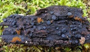 Descubren Nuevo Hongo