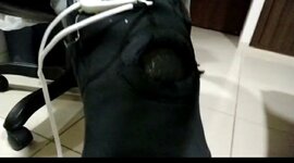 Timeline: Cronograma del Proyecto