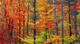 Timeline: праздники