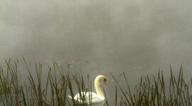 Timeline: Eje cronológico edad media