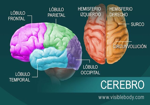 Anatomia  Cerebral