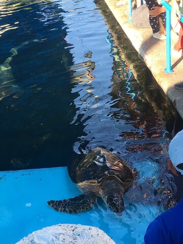 And on the last day we decided to go in the morning to visit the aquarium and at night we returned to Bucaramanga