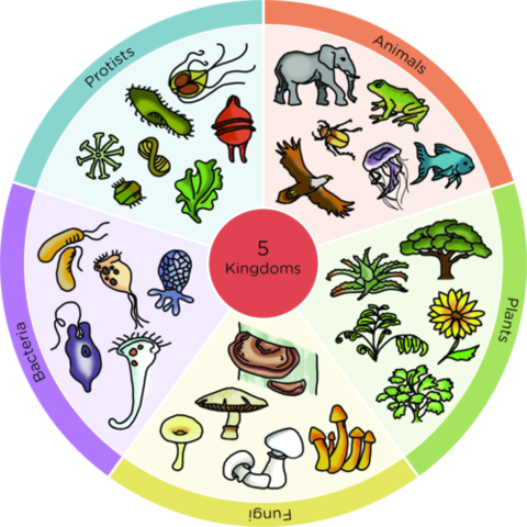 Se descubre que los organismos vivos están creados por células