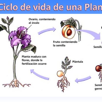 Timeline: CICLO DE VIDA DE LAS PLANTAS