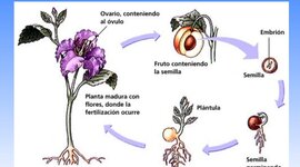 Timeline: CICLO DE VIDA DE LAS PLANTAS