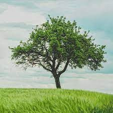 Le bois est le produit le plus exporté du Bas-Canada