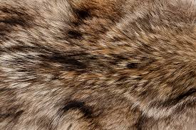 Commerce des fourrures en déclin