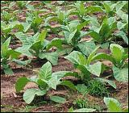 Jhon Rolfe Developed Tobacco