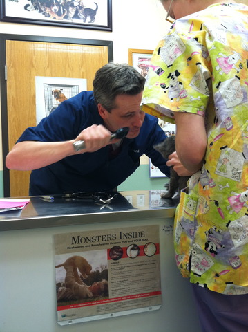 Willow Is Microchipped