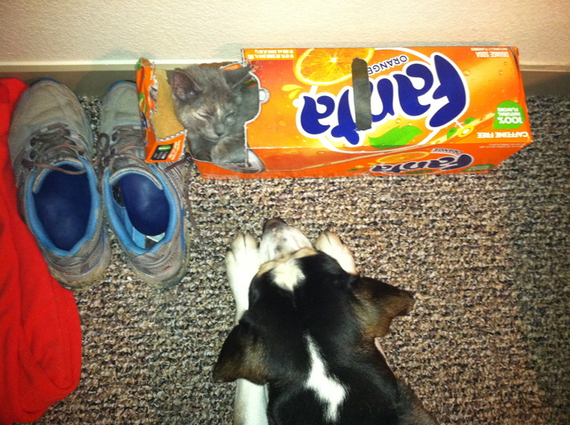 Willow Mysteriously Disappears