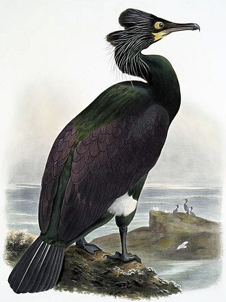 Spectacled cormorant