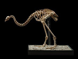 Upland moa