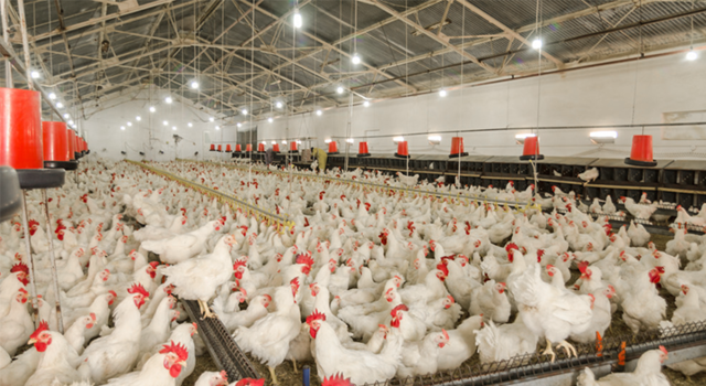 Γρίπη των πτηνών: H7N9