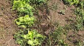 Timeline: Il ciclo della vita