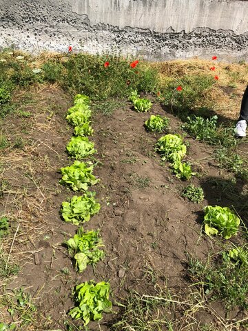 LE LATTUGHE CRESCONO