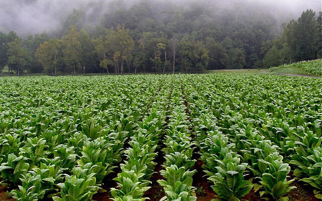 Tobacco is planted in North America